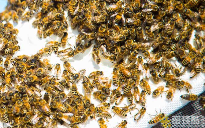 养蜂初学者该怎么做？(图2)