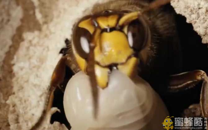 地窝蜂是什么蜂？