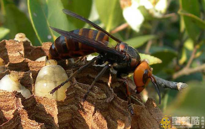 大牛角蜂蜇人有危险吗？(图4)