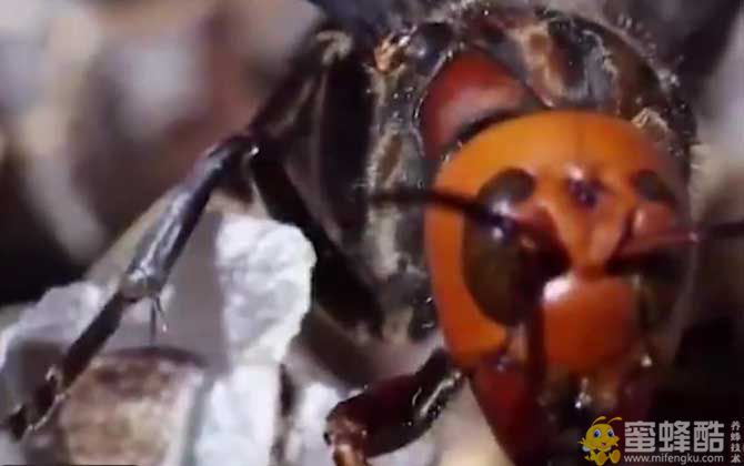 大牛角蜂蜇人有危险吗？