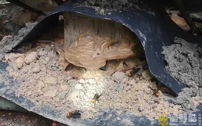 大土蜂喜欢建巢在哪里？(图3)