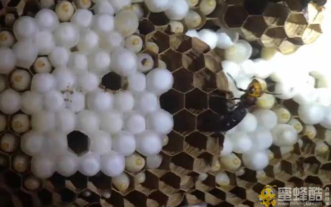 大土蜂的毒性强吗？(图3)