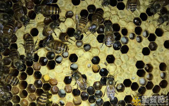 中蜂烂子病是什么原因造成的？