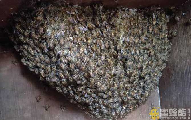 中华蜜蜂的特点及生活特征