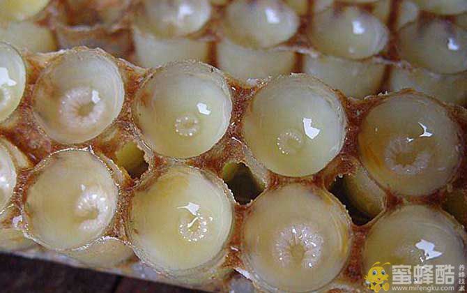 蜂王浆是怎么形成的？