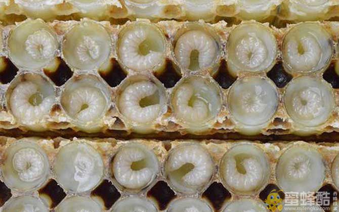 吃蜂王胎一年后有什么变化？(图3)