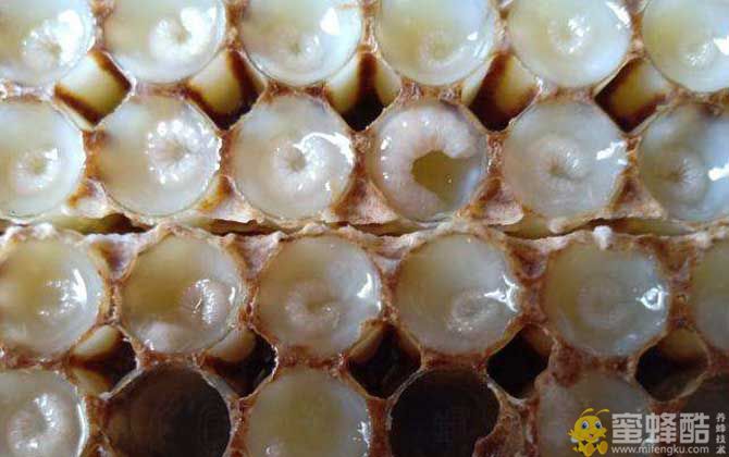 吃蜂王胎一年后有什么变化？(图5)