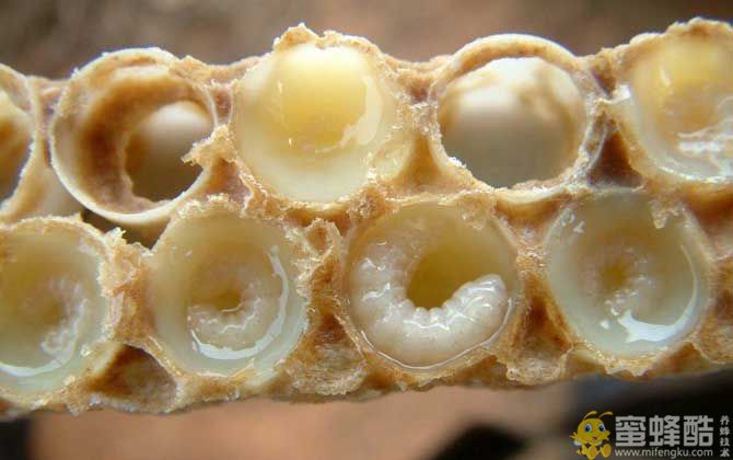 吃蜂王胎一年后有什么变化？
