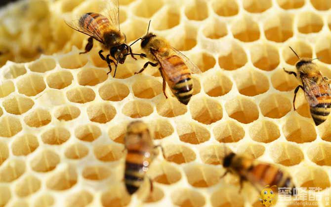 蜂巢怎么吃效果最好？(图2)