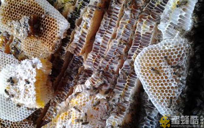 蜂巢的功效与作用及食用方法