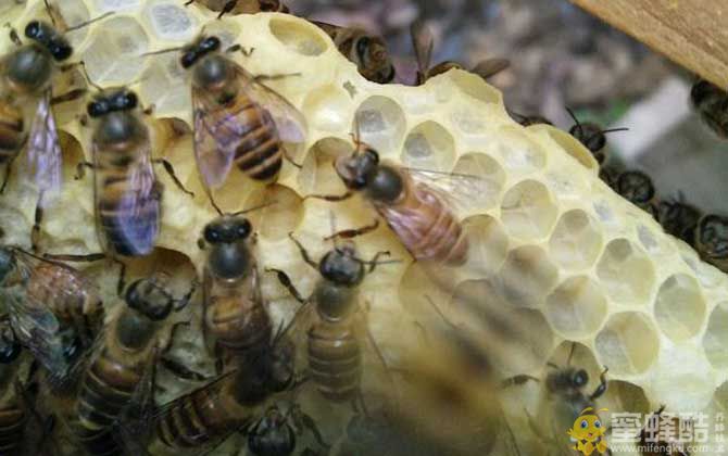 蜜蜂窝是什么做成的？(图1)