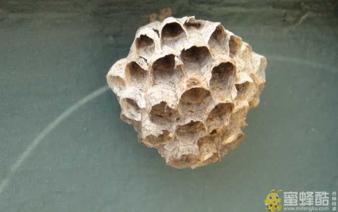 露蜂房和蜂房的区别(图4)