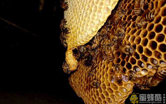 蜜蜂窝中有几种蜂房？(图1)
