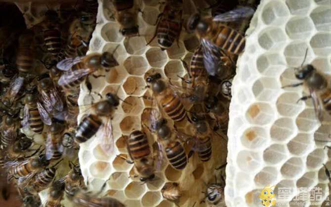 蜜蜂窝中有几种蜂房？(图2)