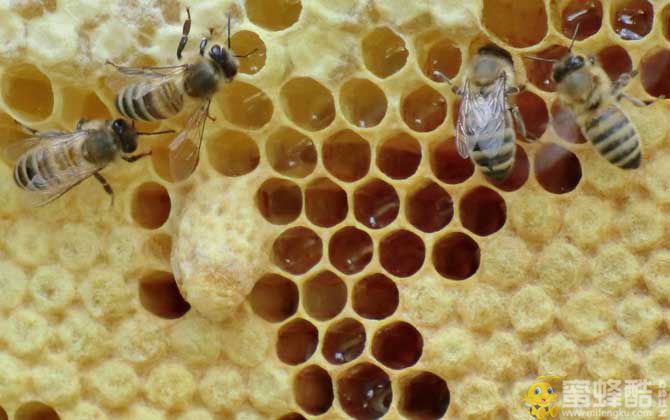 蜜蜂窝中有几种蜂房？(图4)