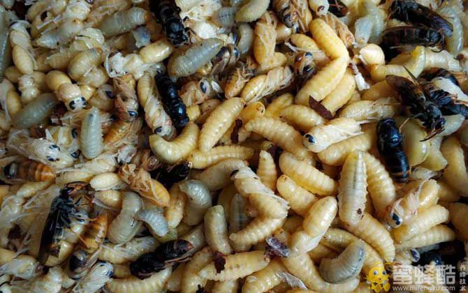 吃蜂蛹过敏了怎么办？(图1)