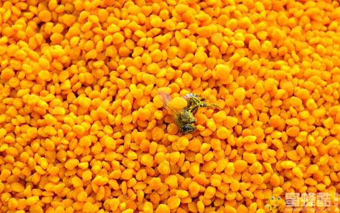 蜂花粉有哪些副作用与禁忌？(图2)