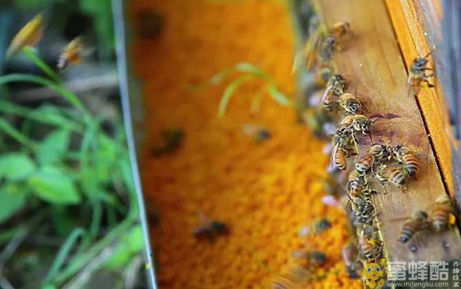 荷花粉加蜂蜜的功效有哪些？(图2)
