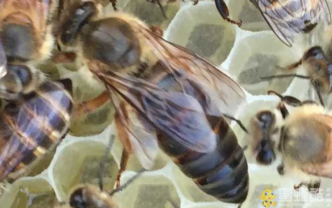 新买的蜂王怎么放入群蜂？(图3)