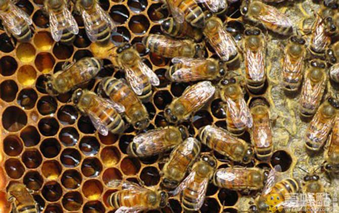 蜜蜂病害与敌害防治大全(图1)