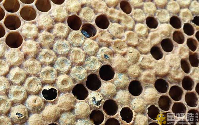 蜜蜂病害与敌害防治大全(图2)