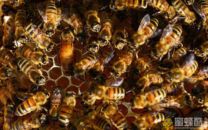 蜜蜂病害与敌害防治大全(图4)