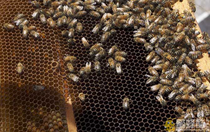 蜜蜂病害与敌害防治大全(图6)