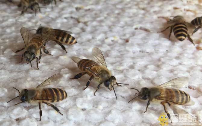 蜂螨怎么防治最有效？(图4)