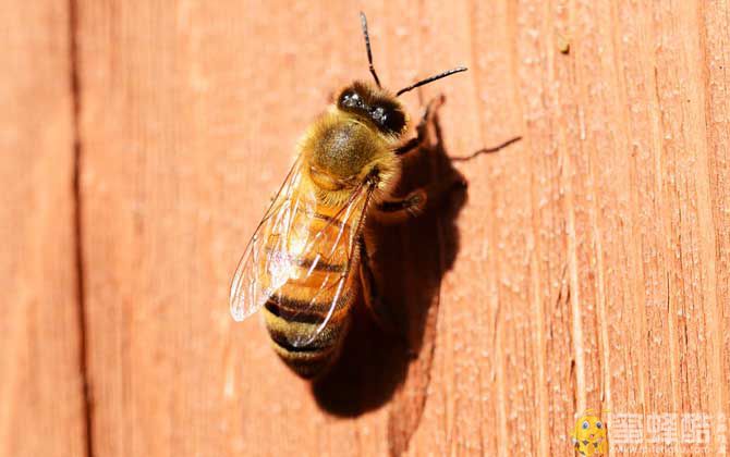 蜜蜂最简单的杀螨方法(图1)