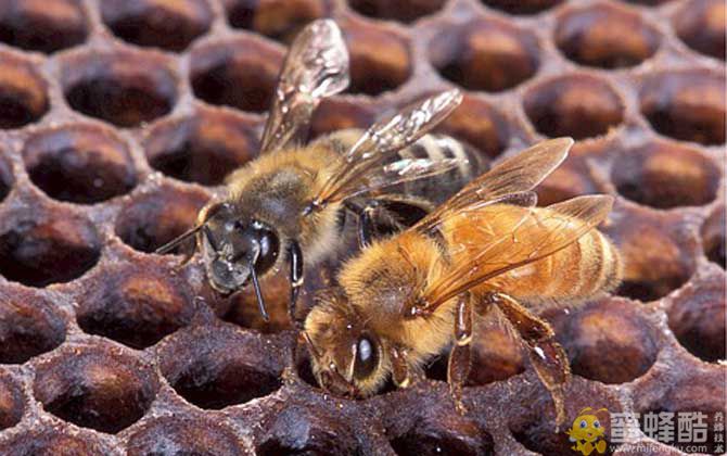 蜜蜂最简单的杀螨方法