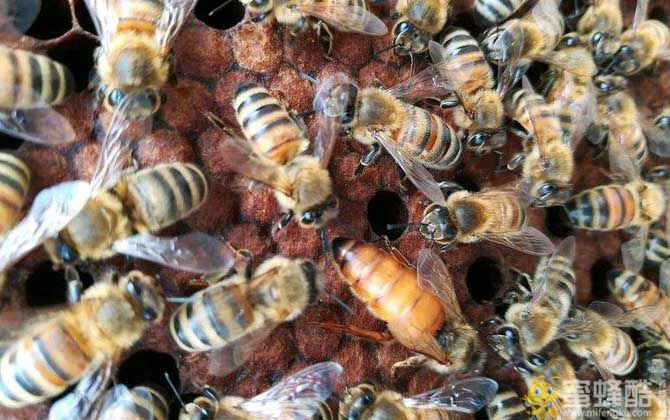 蜂螨的危害有多大？
