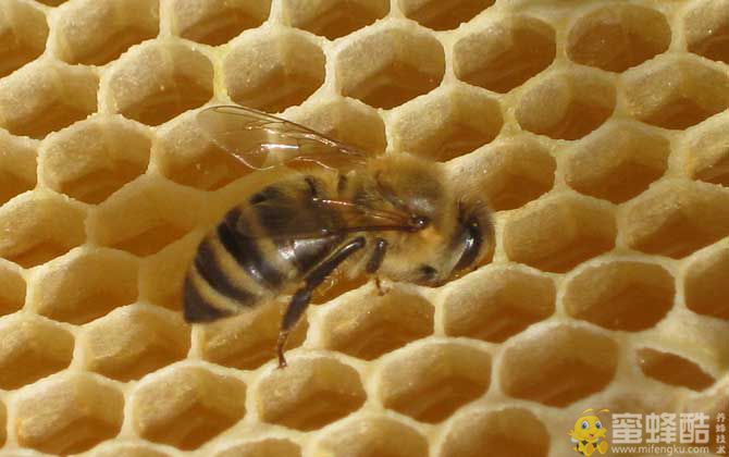 蜜蜂大肚病用什么药效果最好？(图1)