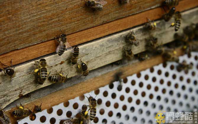 蜜蜂大肚病用什么药效果最好？(图2)