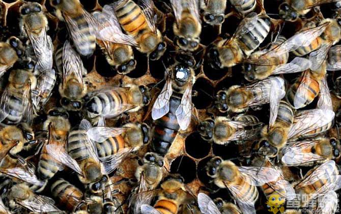 意蜂治疗大小蜂螨用什么药好？(图1)