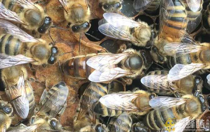意蜂治疗大小蜂螨用什么药好？(图2)