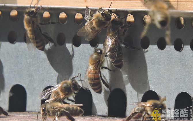 意蜂治疗大小蜂螨用什么药好？(图3)