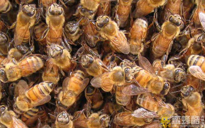 意蜂治疗大小蜂螨用什么药好？(图5)