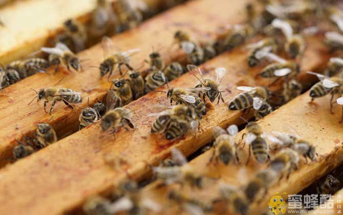 冬季蜜蜂什么时候治螨？