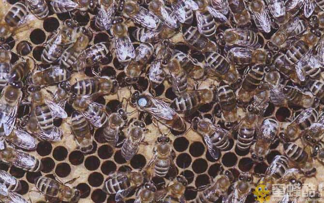 西蜂是什么蜂？