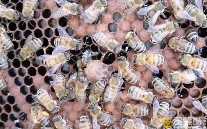 西蜂和中蜂有什么区别？