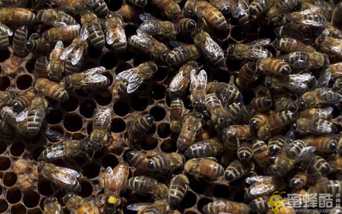 蜂螨会危害意蜂蜂群吗？