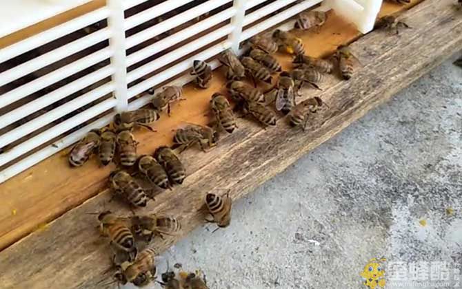 意蜂一直喂会不会加快繁殖？(图2)