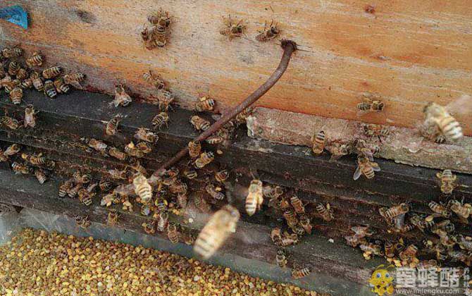 意蜂怎样养殖和繁殖？(图1)