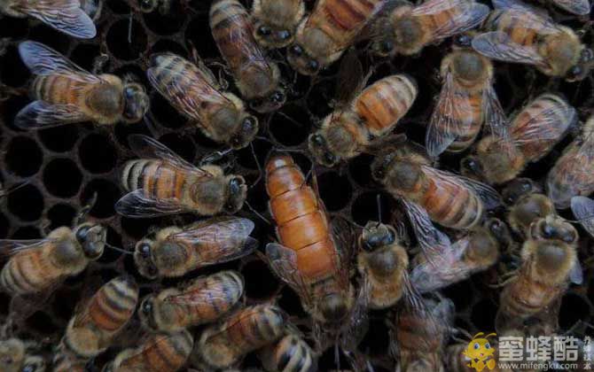 意蜂怎样养殖和繁殖？(图3)