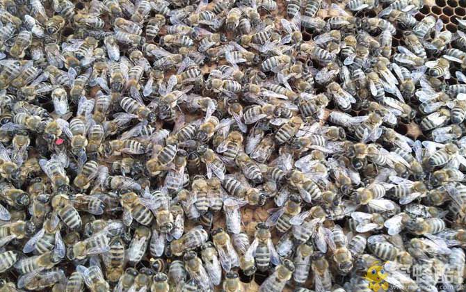 意蜂一年能产多少斤蜂蜜？(图2)