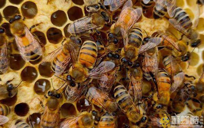 意蜂一年能产多少斤蜂蜜？(图3)