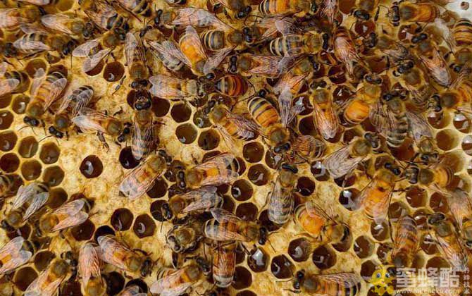 意蜂一年能产多少斤蜂蜜？