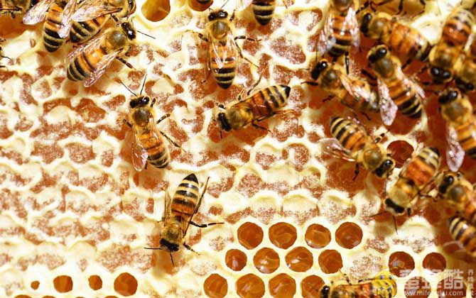 真蜂蜜大概多少钱一斤？(图4)