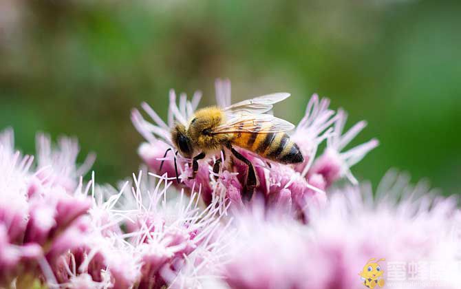 蜜蜂的种类大全及优缺点