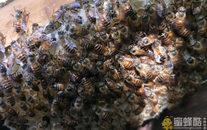 新手如何快速给蜜蜂换新蜂王方法(图3)